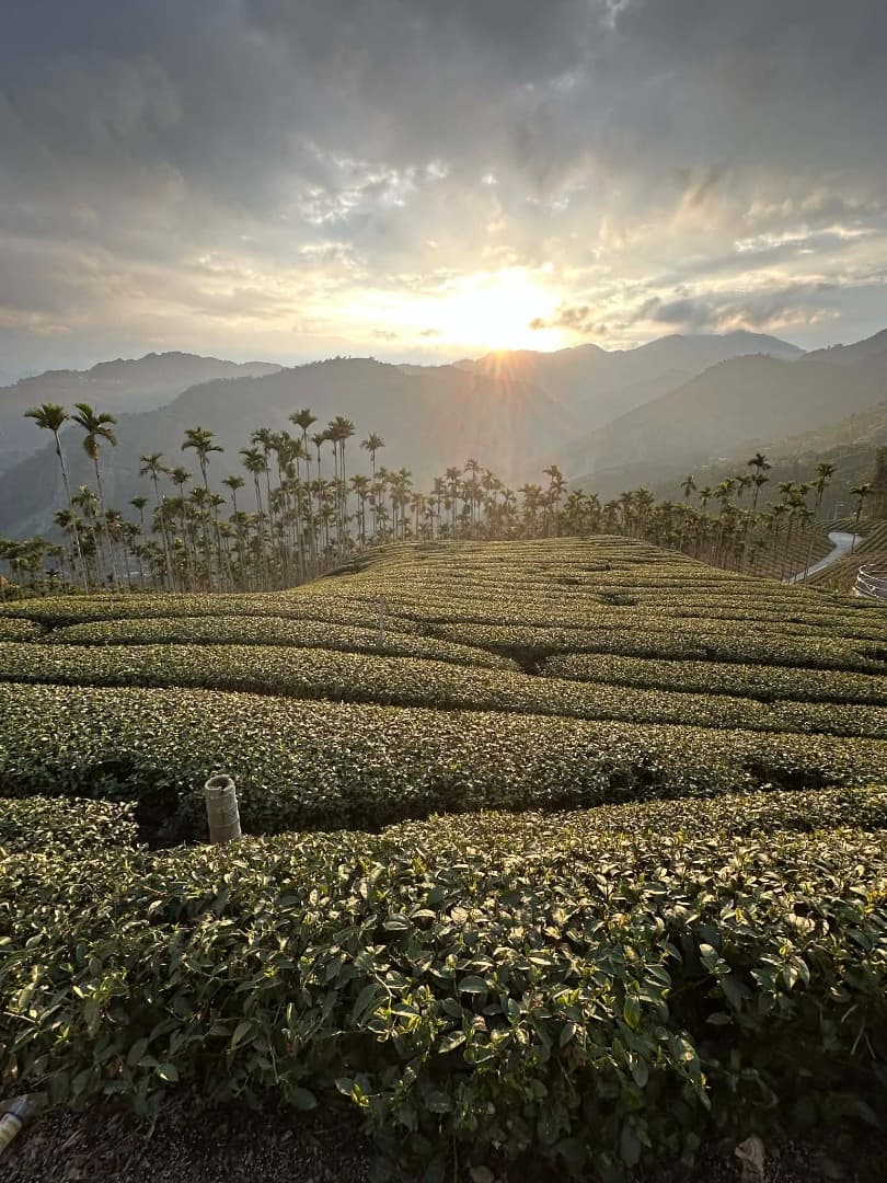 Nantou Tea Artistry